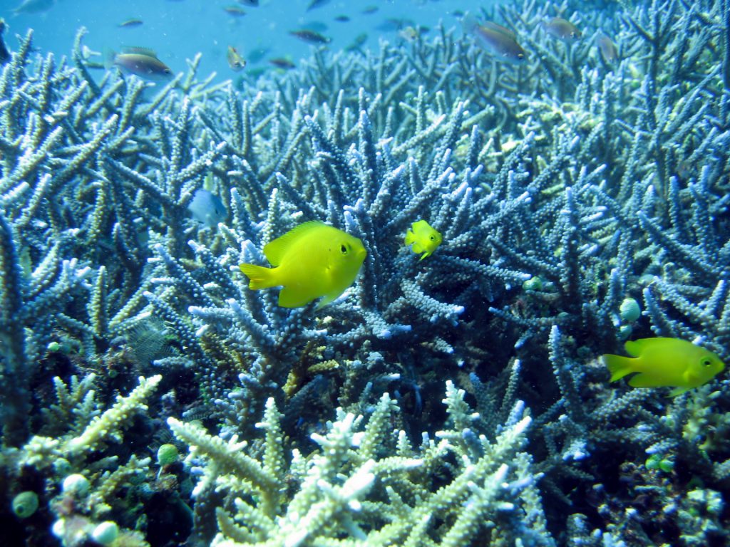 サンゴ礁　サンゴ